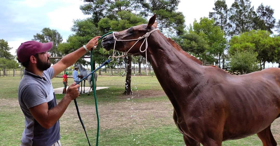 Cuidado y atención para tu caballo en Establecimiento El Timbó.